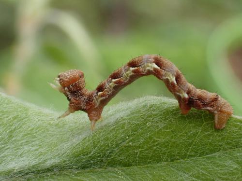Erannis defoliaria